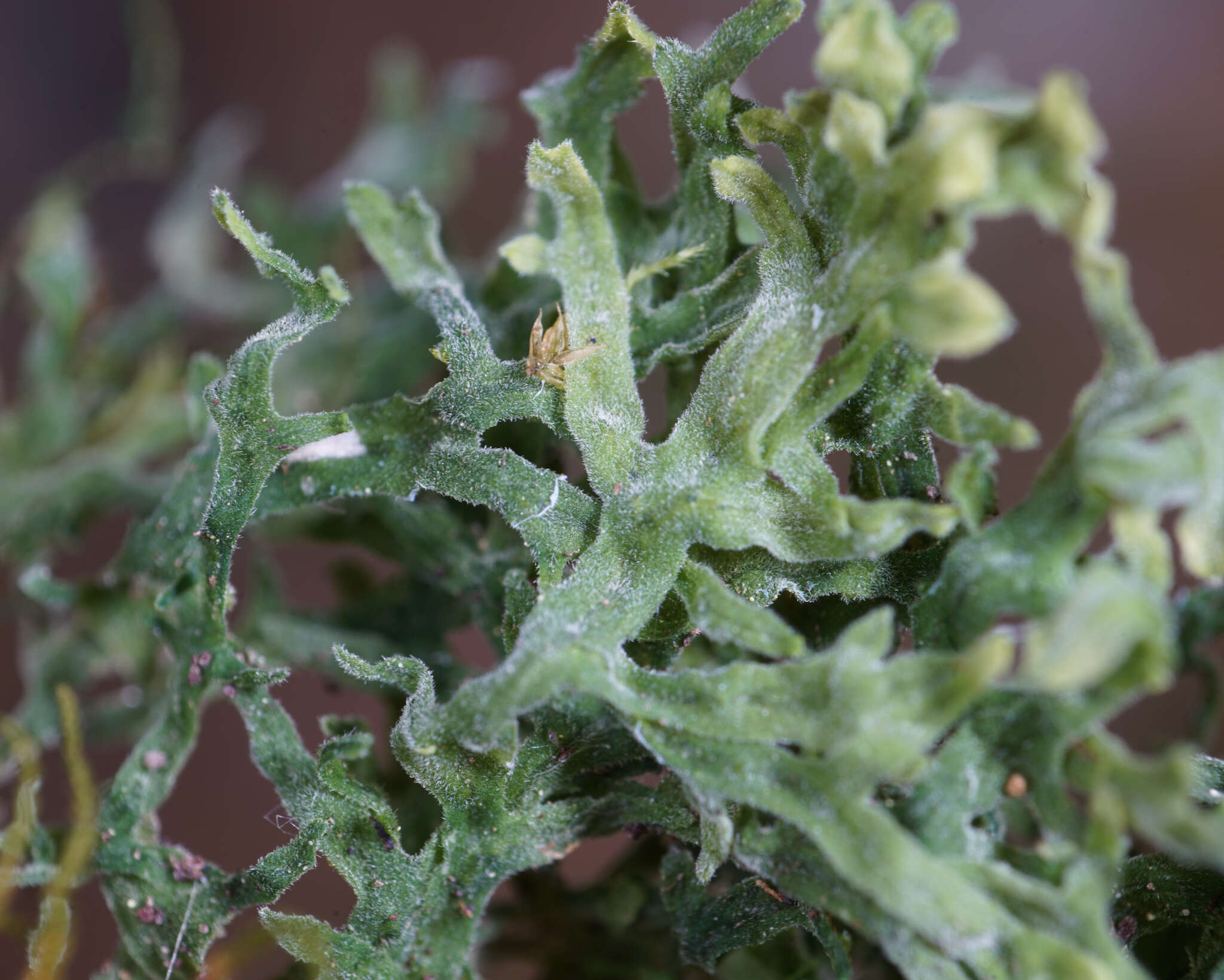 Image of Downy Veilwort