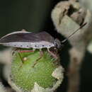 Image de Catorhintha flava Fracker 1923