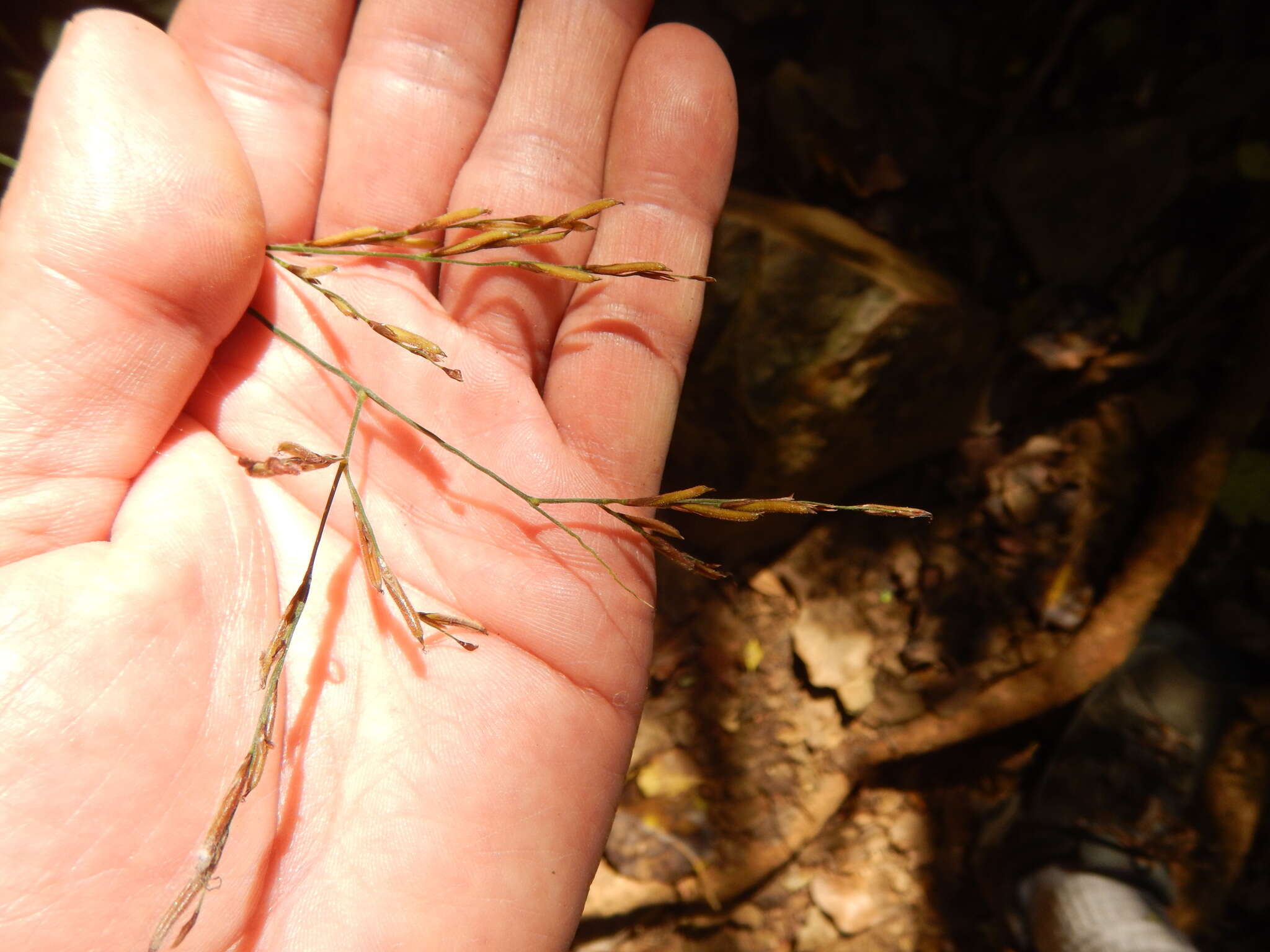 Image of Cape Francais Stalk Grass