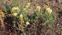 Image of rock buckwheat