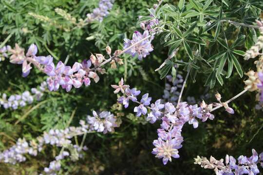 Image of longleaf bush lupine