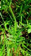 Image de Cirsium tuberosum (L.) All.