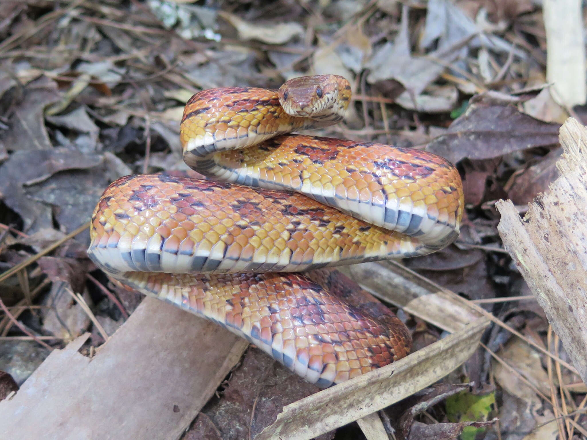 Image of Corn Snake