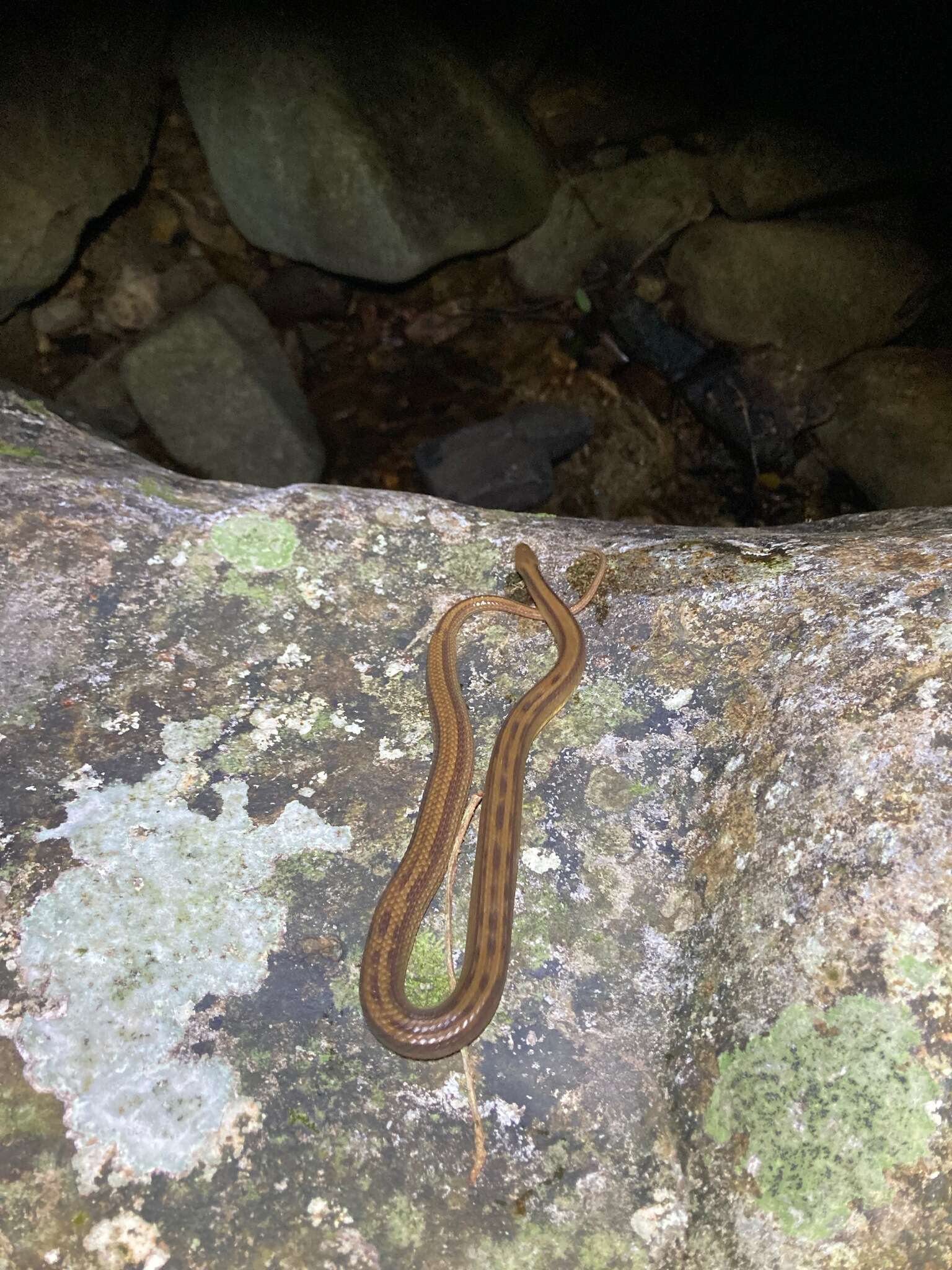 Plancia ëd Opisthotropis kuatunensis Pope 1928