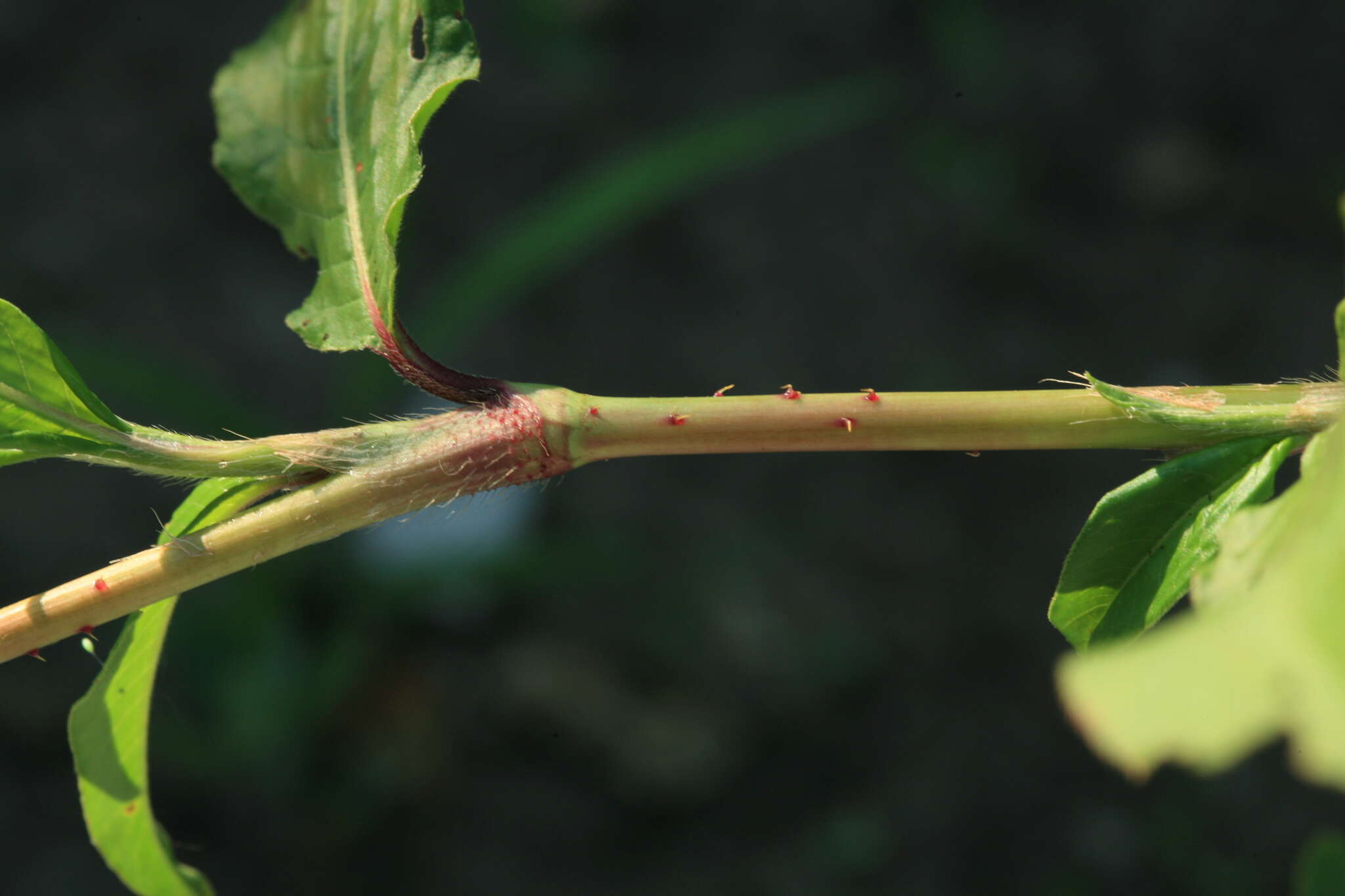 Imagem de Persicaria bungeana (Turcz.) Nakai ex Mori