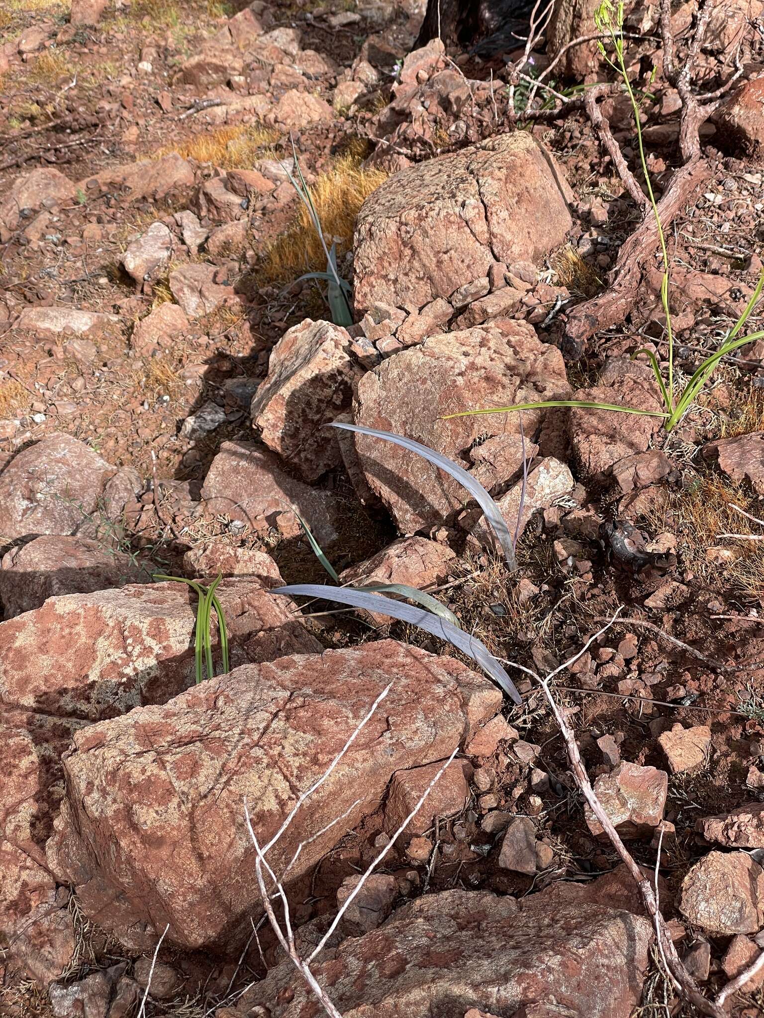 Calochortus raichei Farwig & V. Girard resmi