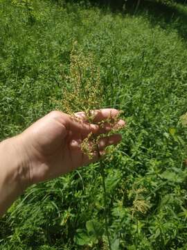 Sivun Rumex turcomanicus (Rech. fil.) Czer. kuva