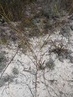 Imagem de Brassica elongata subsp. pinnatifida (Schmalh.) Greuter & Burdet