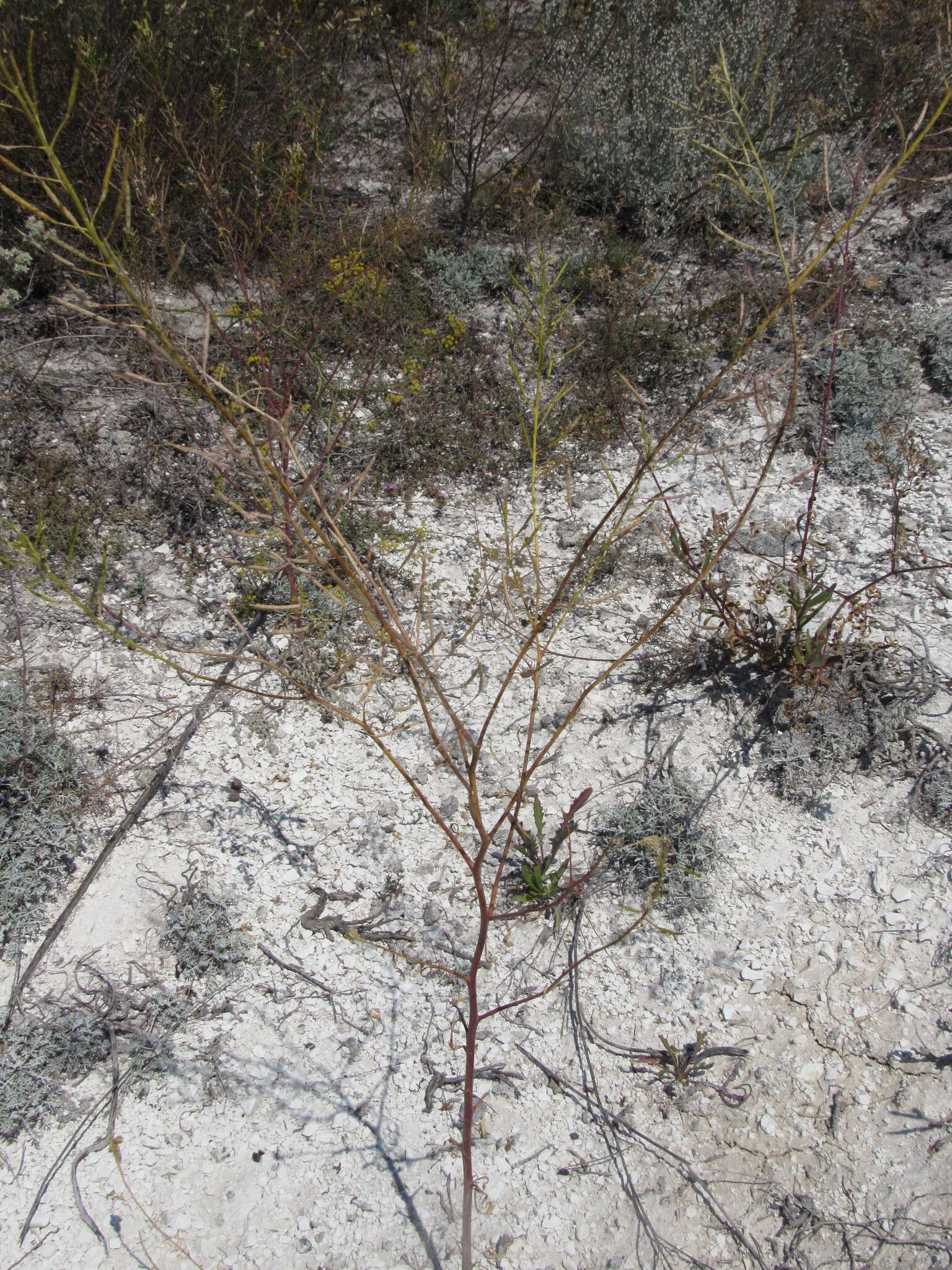 Слика од Brassica elongata subsp. pinnatifida (Schmalh.) Greuter & Burdet