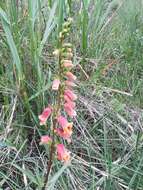 Image de Digitalis obscura L.