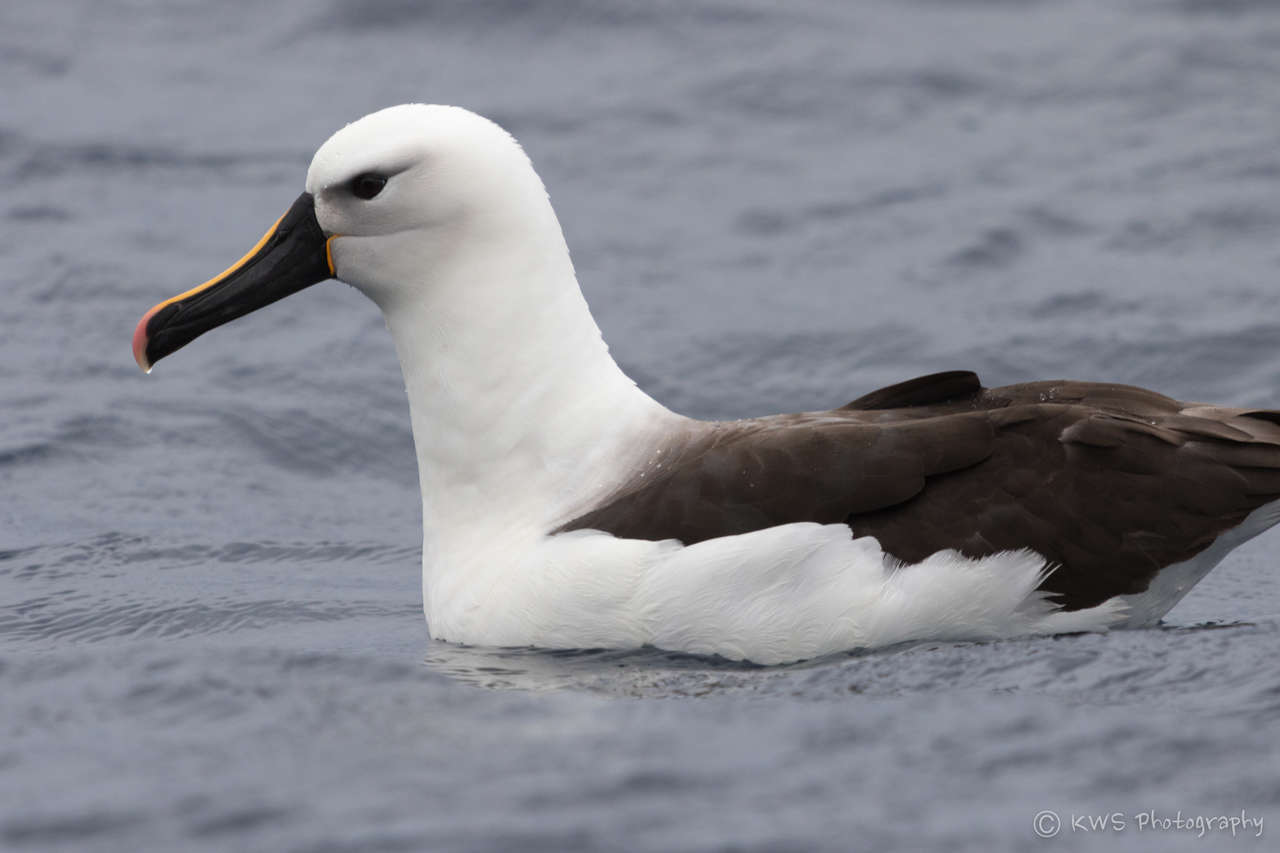 Sivun hoikka-albatrossi kuva