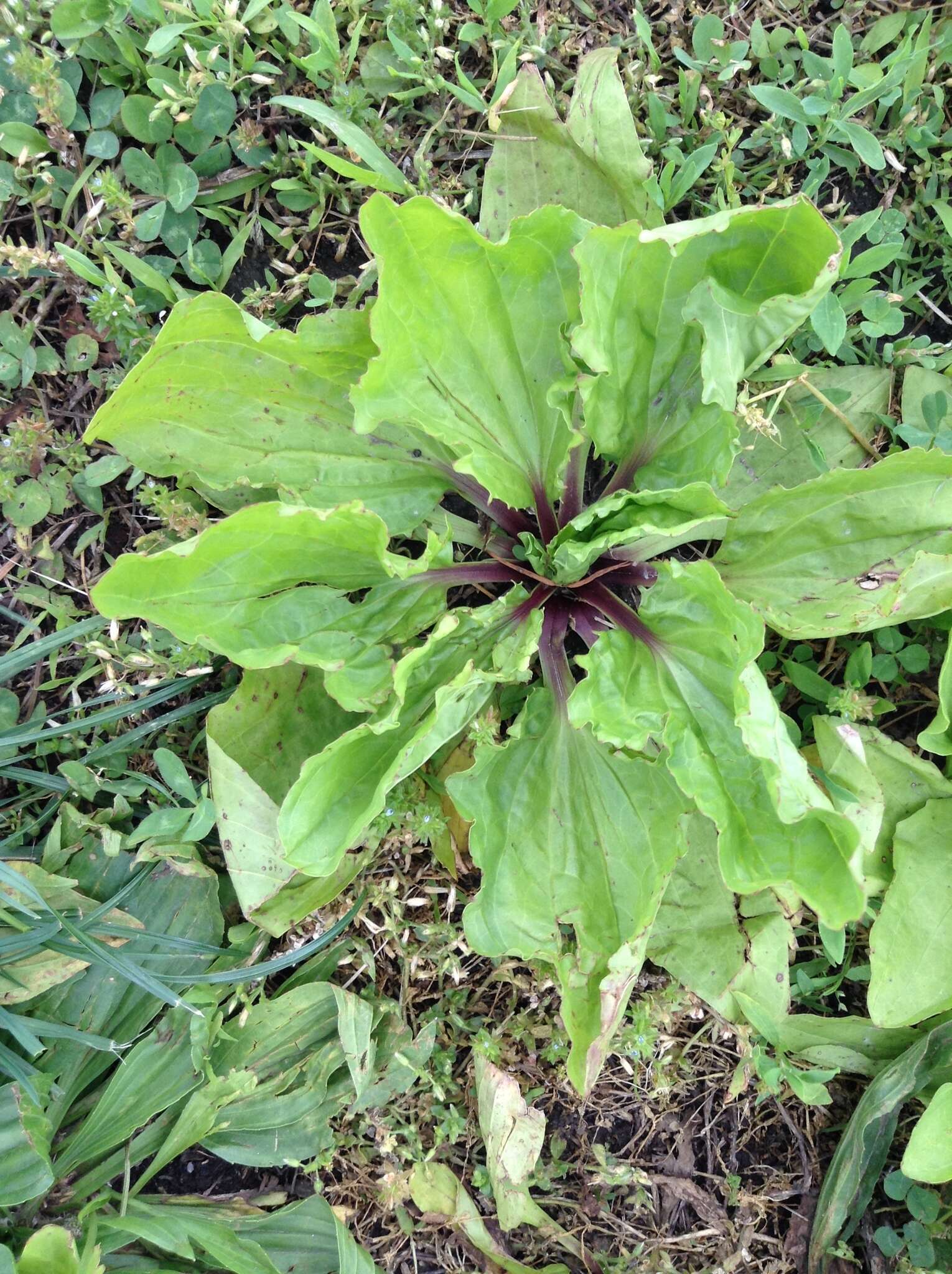 Image of blackseed plantain