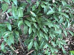 Image of laurel-leaf snailseed