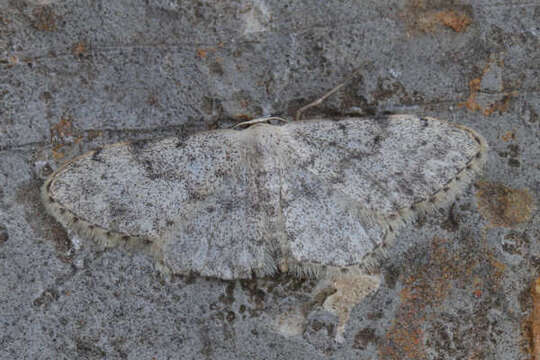 Image of Idaea consolidata Lederer