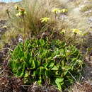 Image of Brachyglottis bellidioides var. orbiculata (Simps. & Thoms.) B. Nord.