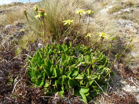 Image of Brachyglottis bellidioides (Hook. fil.) B. Nord.