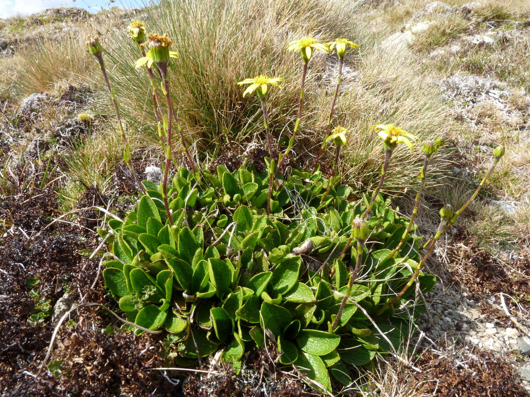 Image of Brachyglottis bellidioides var. orbiculata (Simps. & Thoms.) B. Nord.