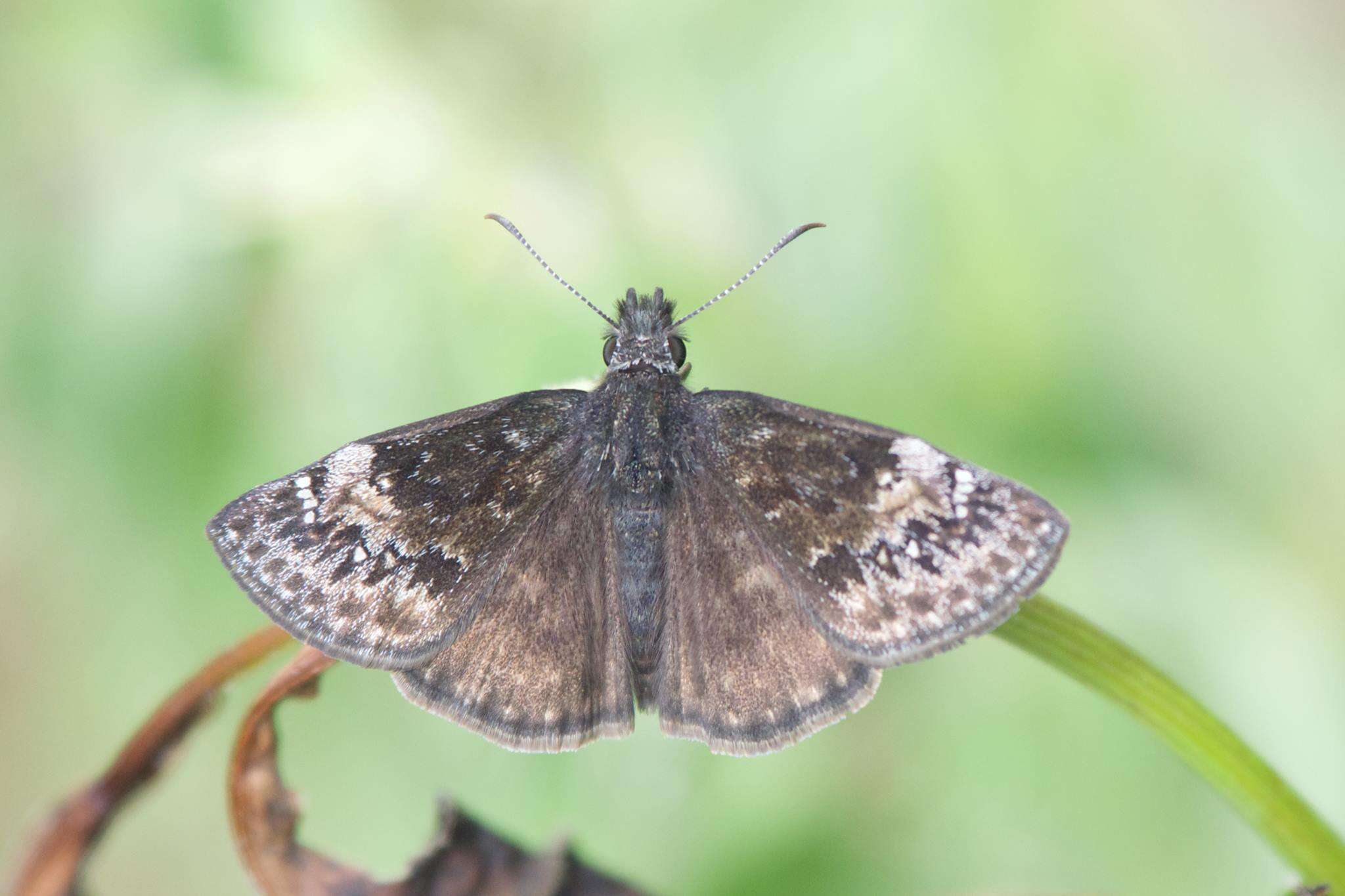 Image de Erynnis lucilius Scudder & Burgess 1870