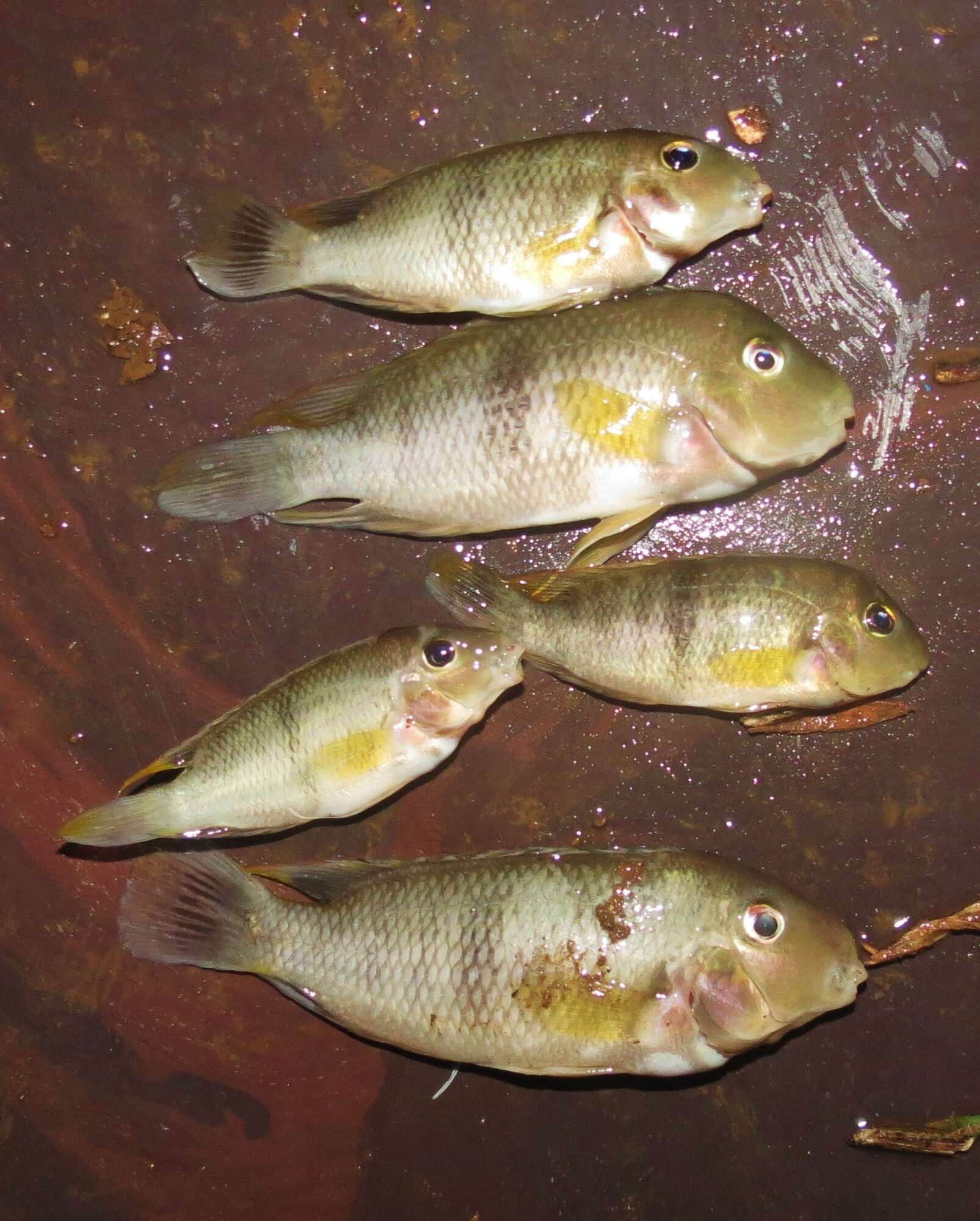 Image of poor man's tropheus