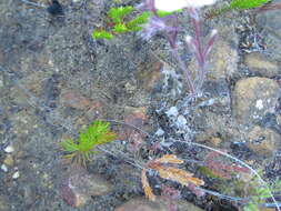 Image of Pelargonium pinnatum (L.) L'Her.