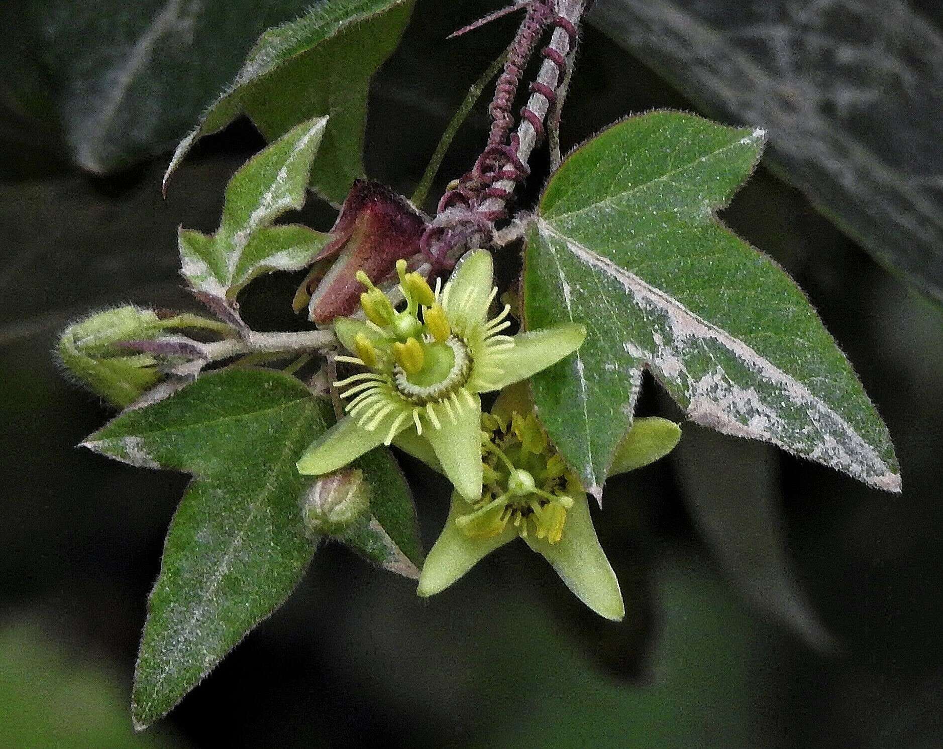 Image of Passiflora suberosa subsp. litoralis (Kunth) Port.-Utl. ex M. A. M. Azevedo, Baumgratz & Gonç.-Estev.