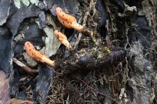 Image of Cordyceps militaris (L.) Fr. 1818