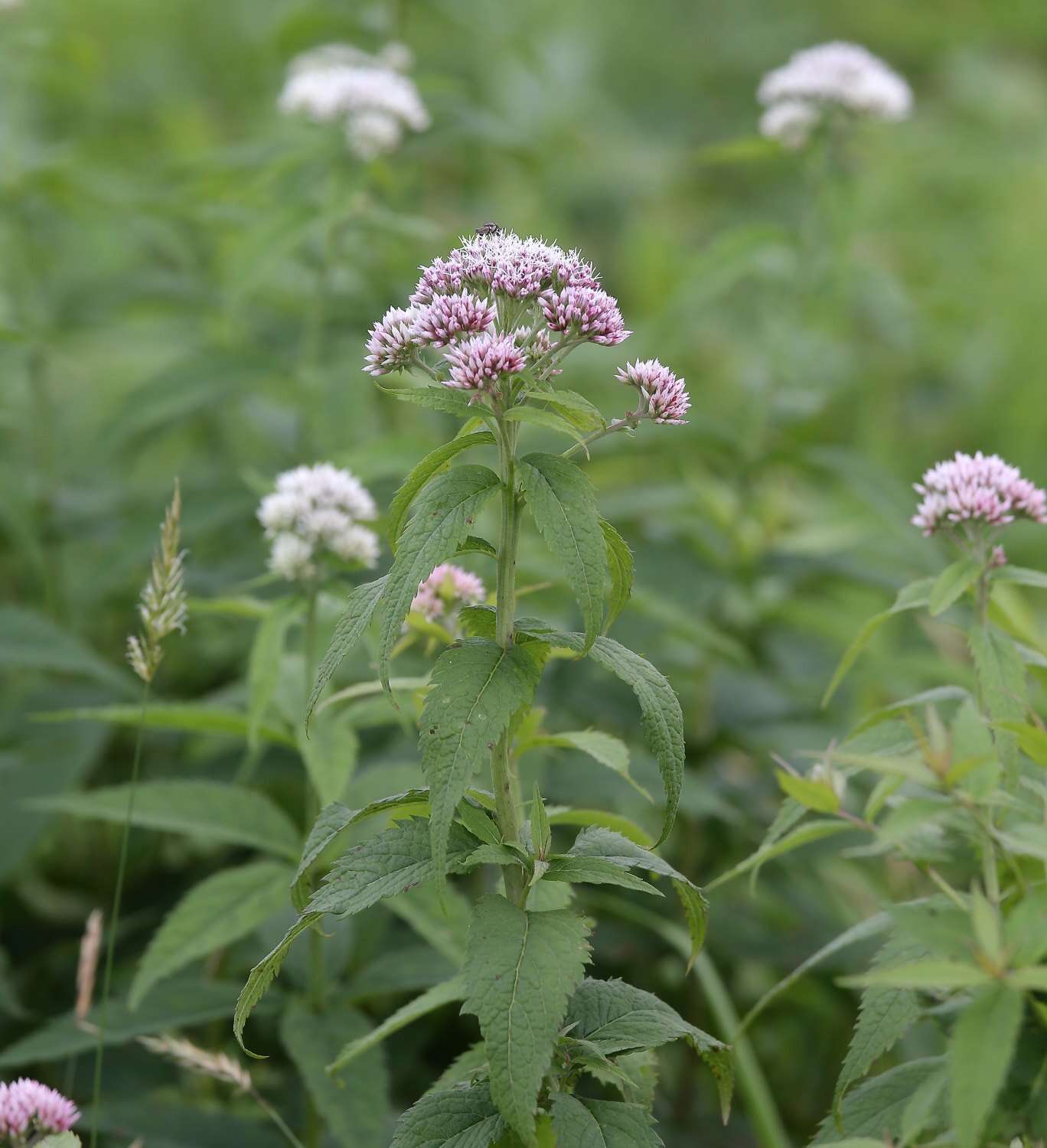 Plancia ëd Eupatorium glehnii F. Schmidt ex Trautv.