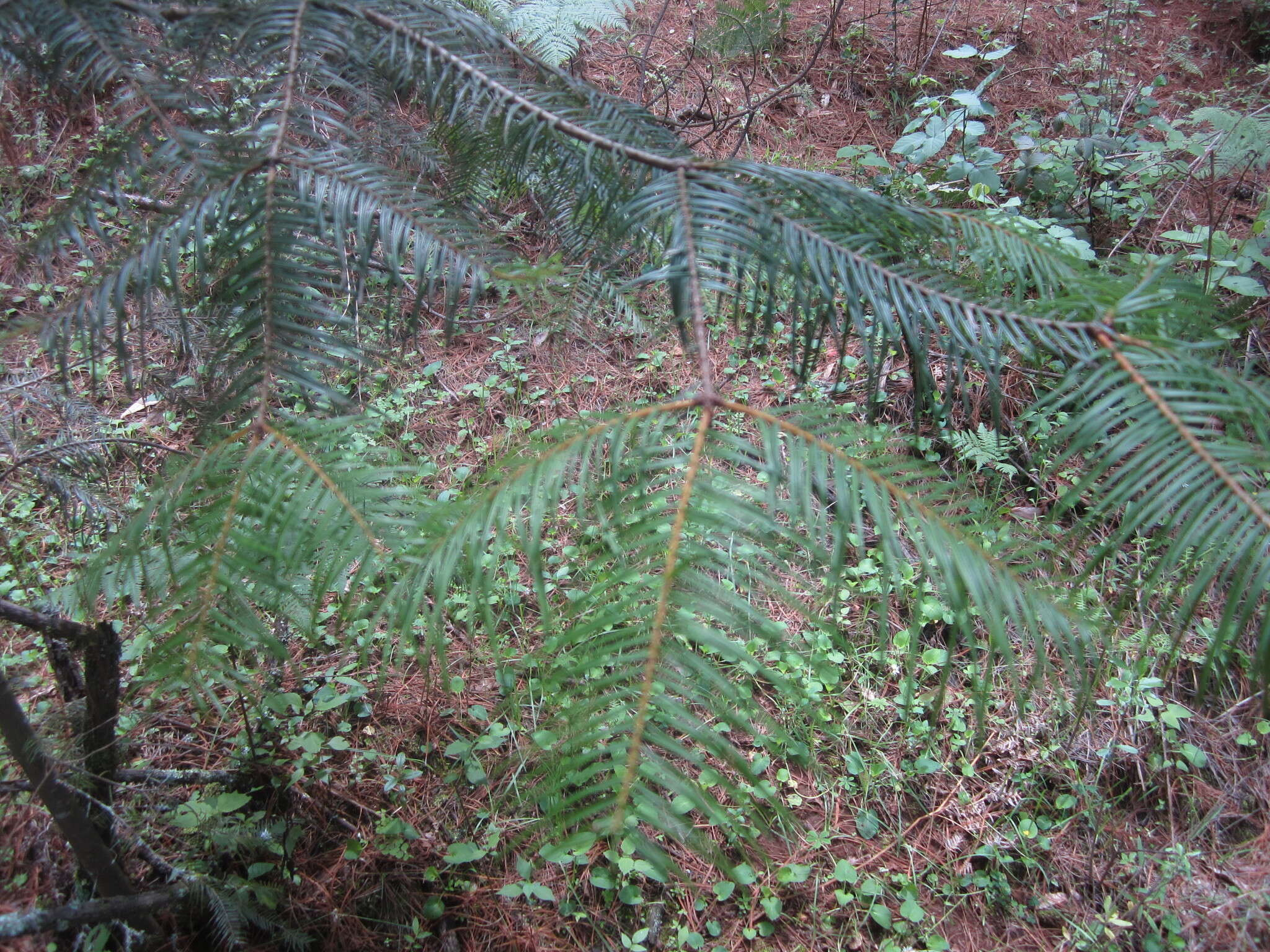 Image of Abies guatemalensis var. jaliscana Martínez