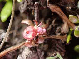 Image of Elatine gratioloides Cunn.