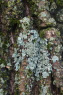 Image of myelochroa lichen