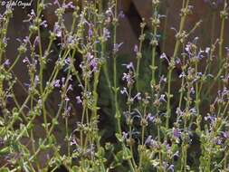 Image of Nepeta glomerata Montbret & Aucher ex Benth.