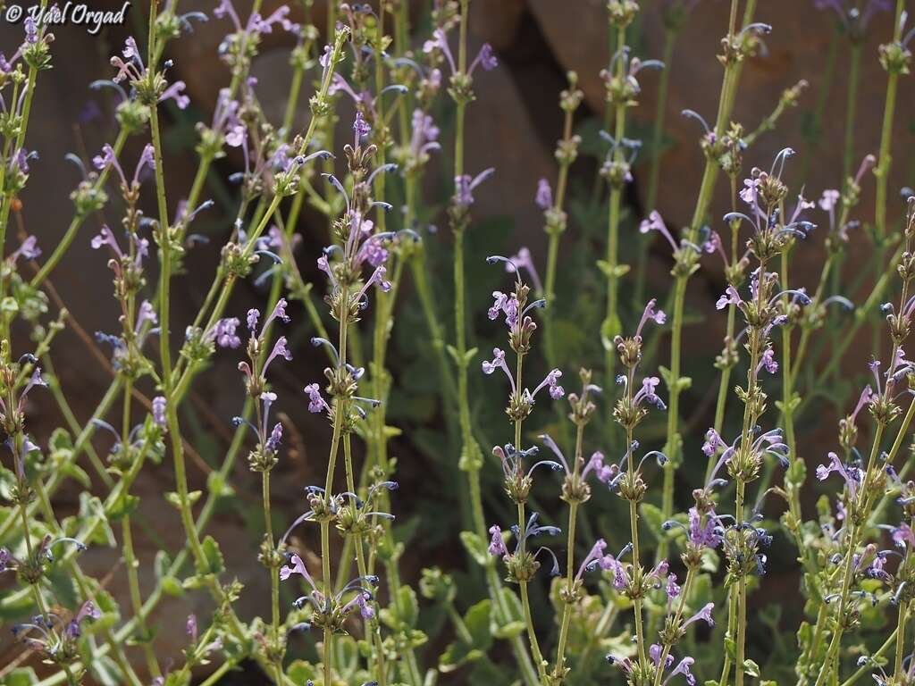 Image of Nepeta glomerata Montbret & Aucher ex Benth.