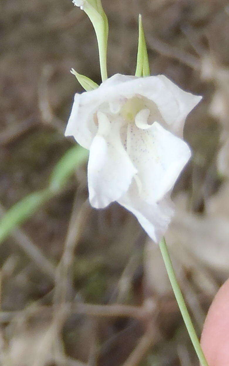 Imagem de Gladiolus vaginatus F. Bolus