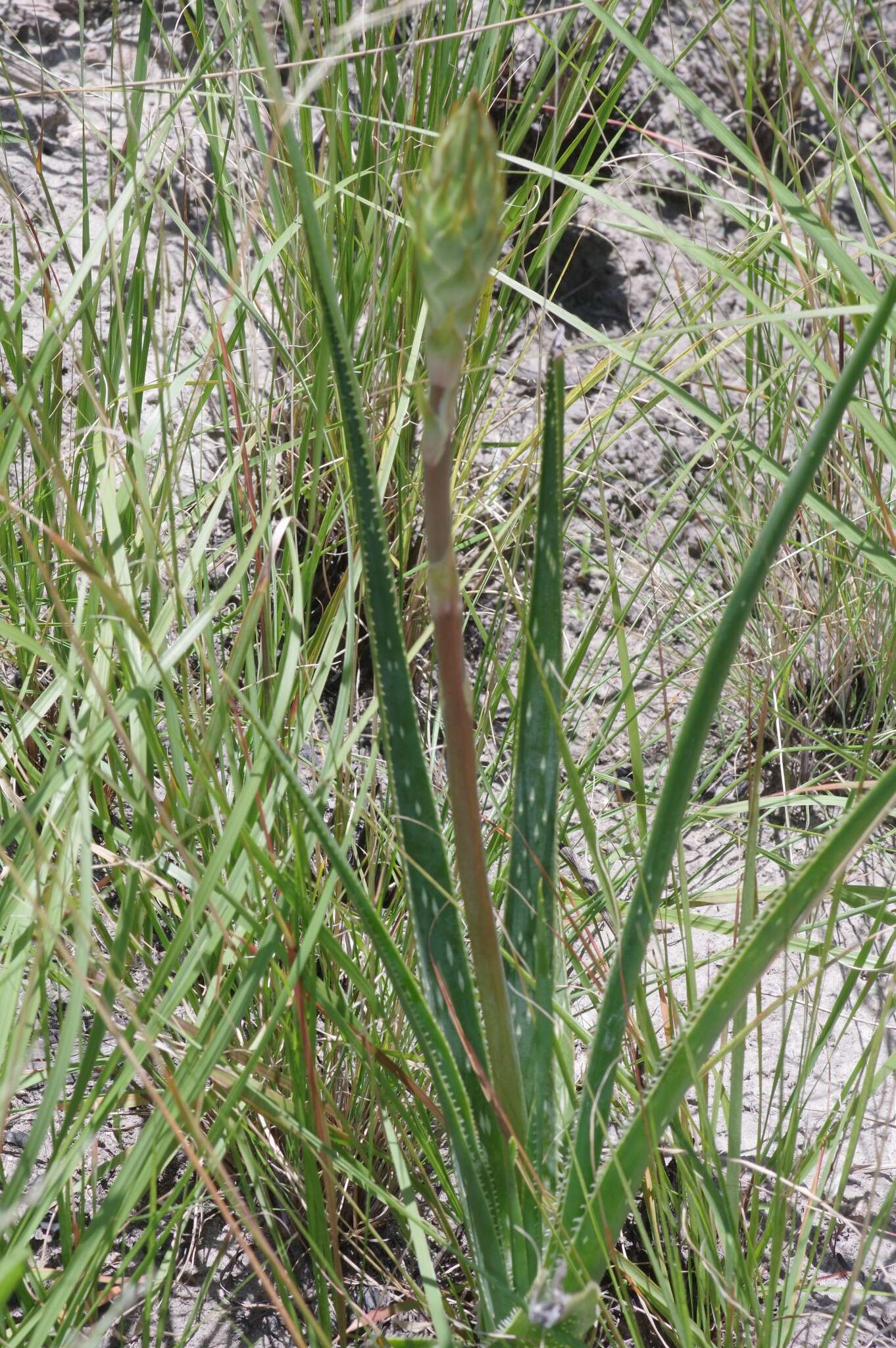 Plancia ëd Aloe micracantha Haw.