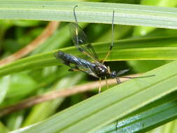 Image of Gynoplistia (Gynoplistia) formosa Hutton 1900