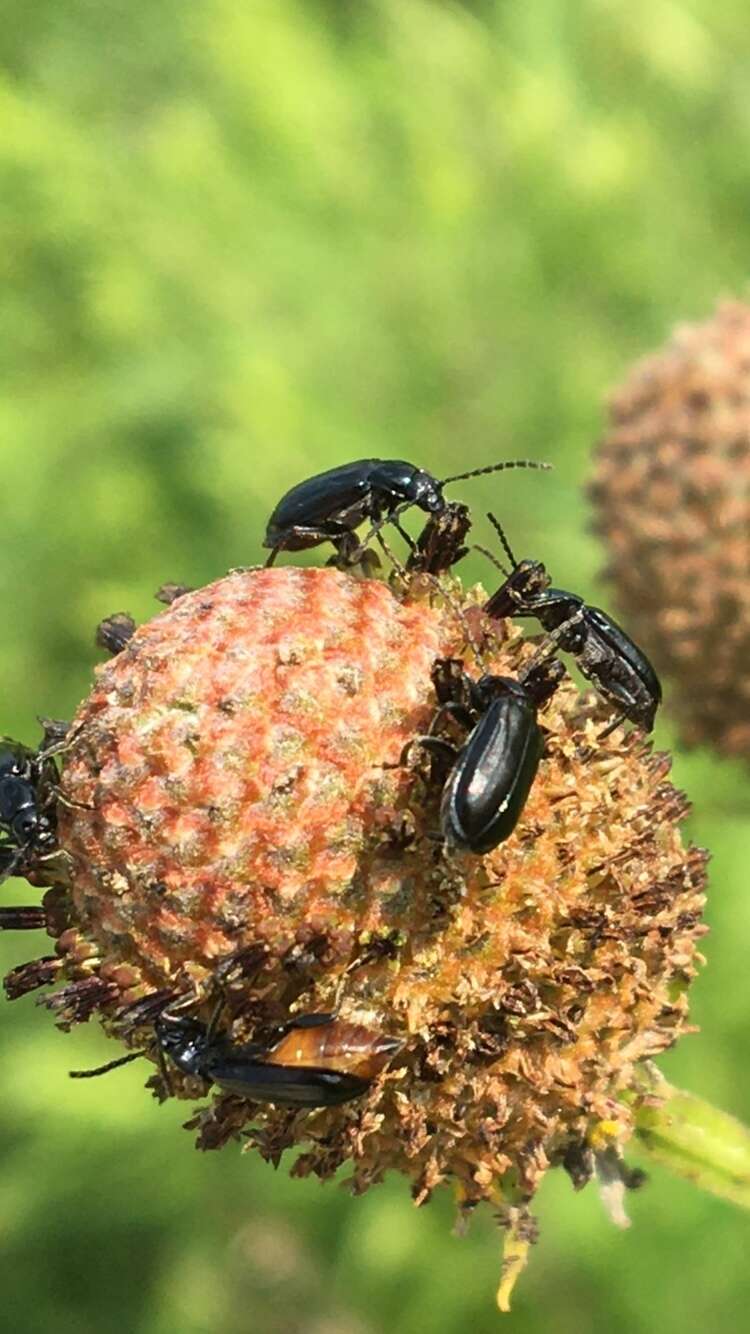 Diabrotica cristata (Harris 1836) resmi