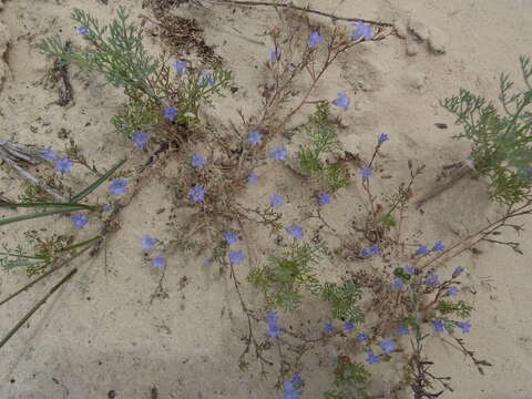 Imagem de Wahlenbergia paniculata (L. fil.) A. DC.