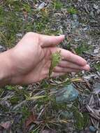 Image of Hill Rabbit's-Foot Grass