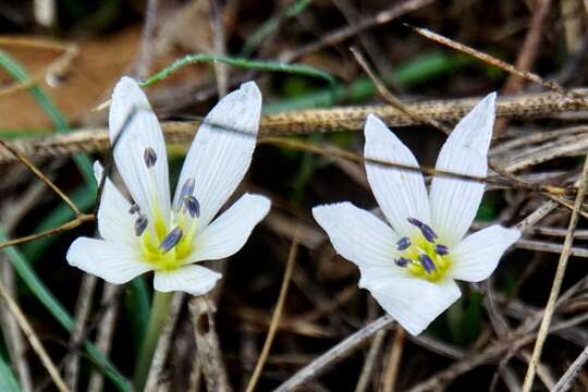 Image of Colchicum hungaricum Janka