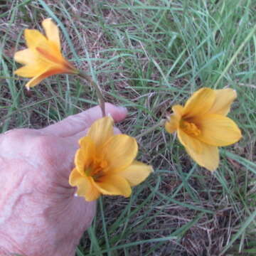 Imagem de Zephyranthes puertoricensis Traub