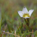 Image of Gentianella briquetiana (Gilg) T. N. Ho & S. W. Liu