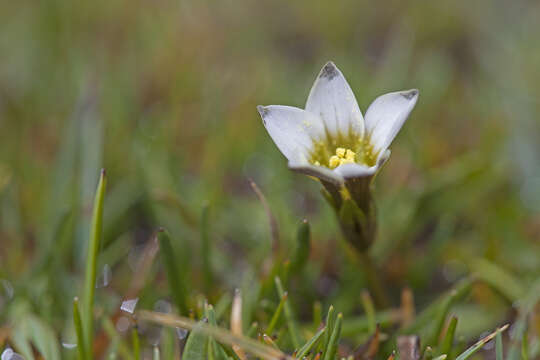 Image of Gentianella briquetiana (Gilg) T. N. Ho & S. W. Liu