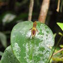 Imagem de Pleurothallis matudana C. Schweinf.