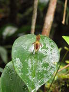 Image of Pleurothallis matudana C. Schweinf.