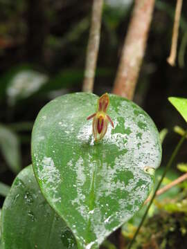 Image de Pleurothallis matudana C. Schweinf.