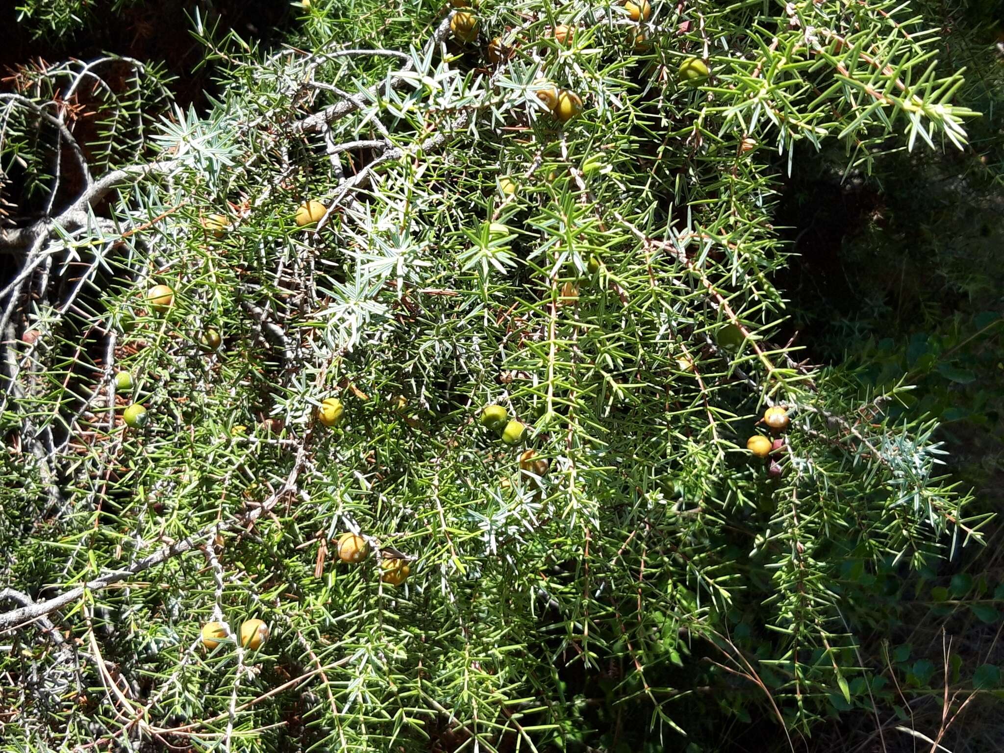 Image of Juniperus oxycedrus subsp. badia (H. Gay) Debeaux