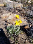 Euryops othonnoides (DC.) B. Nordenst. resmi