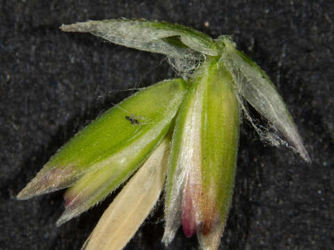 Image of Poa ensiformis Vickery