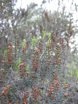 Image of green heather