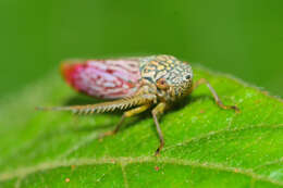 Graphocephala edwardsii (Signoret 1855)的圖片